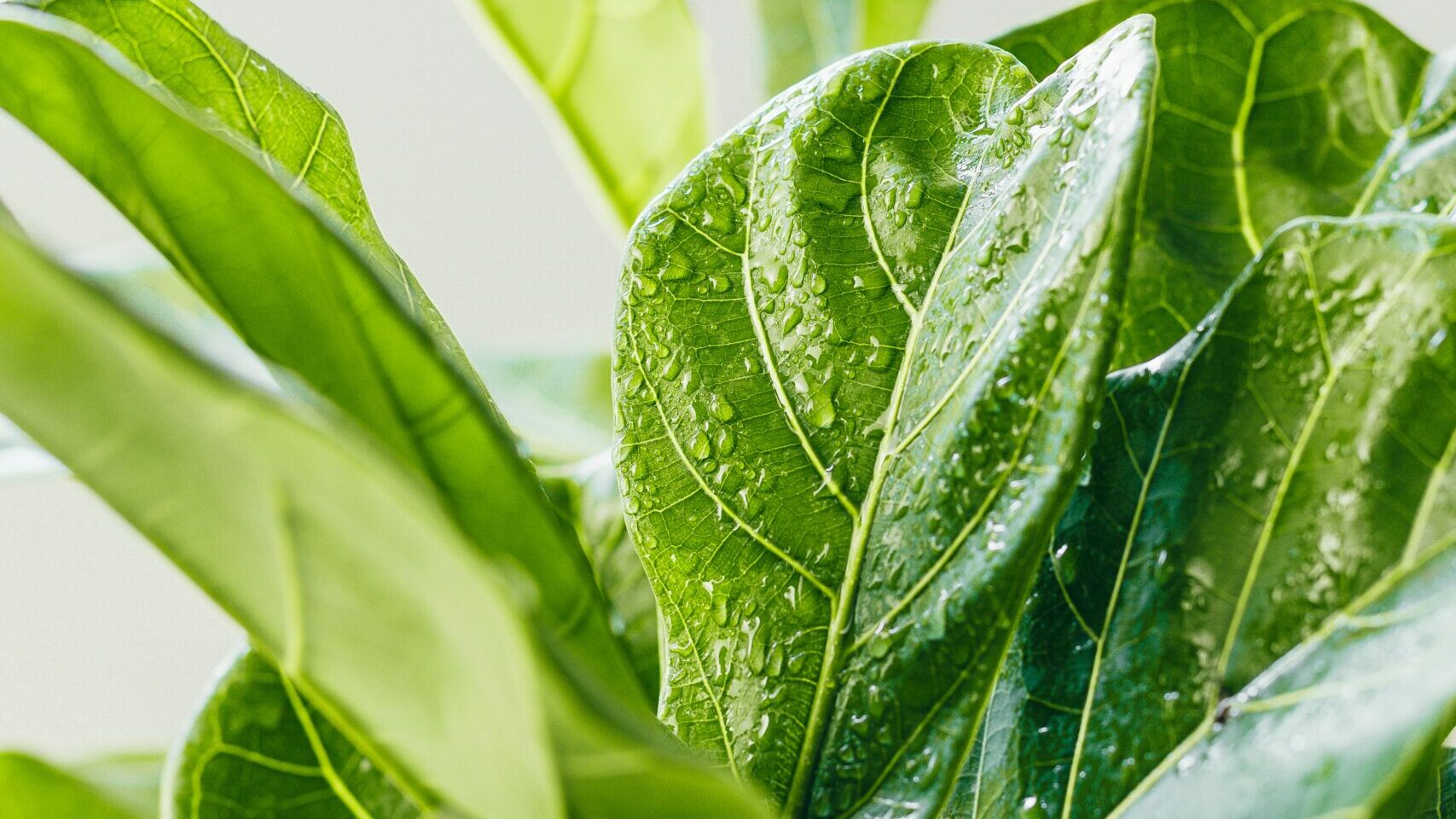 fiddle leaf